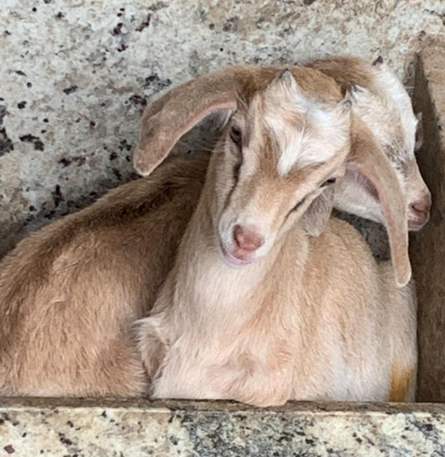 Pousada Fazendinha Unamar Cabo Frio Dış mekan fotoğraf