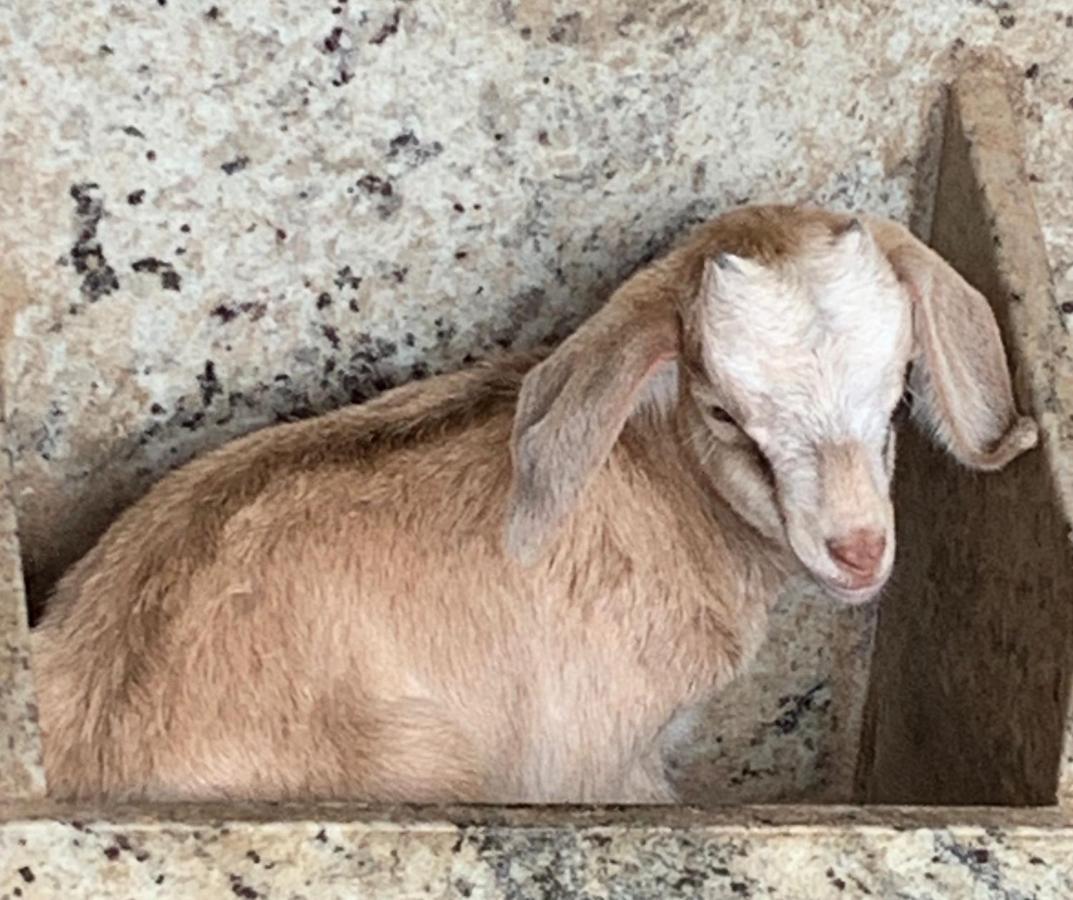 Pousada Fazendinha Unamar Cabo Frio Dış mekan fotoğraf